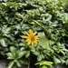 Miniture Sunflower