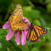Shared Nectar: Variegated Fritillary Meets Monarch