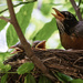 Baby Robins