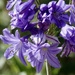 Agapanthus