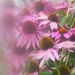 Coneflower Distortion