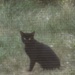CAT Screen