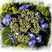 Hydrangea