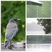 Day 18, 2026 Maine Adventure 
