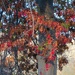 A few red leaves hung on long enough,