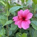 Hibiscus