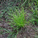 Long Leaf Pine seedling...