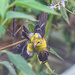 Female Goldfinch...