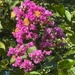 Skipper on crepe myrtle blossoms...