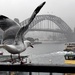 Must fly to catch my ferry!!!