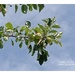 Apple Tree 