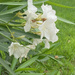 Oleander
