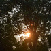 through the tree