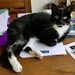 Suki is cooler in the middle of my desk.