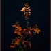 Crocosmia