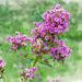 Carolina Phlox