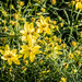 Sunny yellow