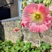 Hollyhock