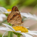 Daisy Hopper