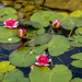 Water lilies. 