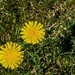 dandelion and shadows 