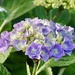 Hydrangea
