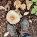 Mushrooms