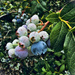 Blueberries