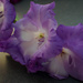 Fallen gladiolus 