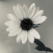 Simplicity