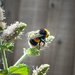 Busy Bee