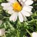Daisy Tiny Visitor