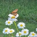 Momentary perch