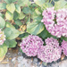 I found these still blooming a coule of weeks ago.