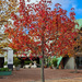 Another red tree at the small mall in Stellenbosch.