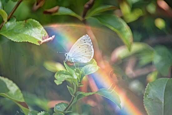 Butterfly, small blue~~~~~ by ziggy77