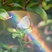 Butterfly, small blue~~~~~