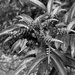 Buds beginning to open...