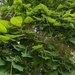 Catalpa mid-July 