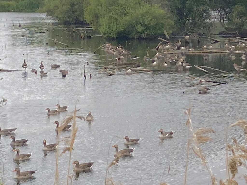 A gaggle of geese by 365anne