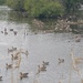 A gaggle of geese