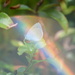 Small Blue butterfly~~~~~