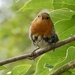 Tatty Robin