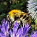 Busy Bee