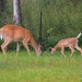 Mom And Baby Whitetail Deer