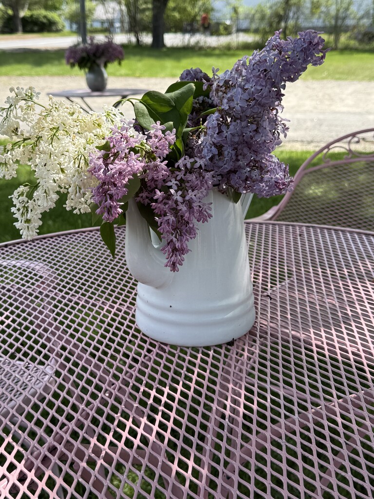 Lilacs  by clay88