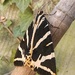 Tiger Moth