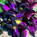 Dark blue, purple and yellow...