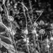Wild garlic