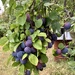 Ready for picking 